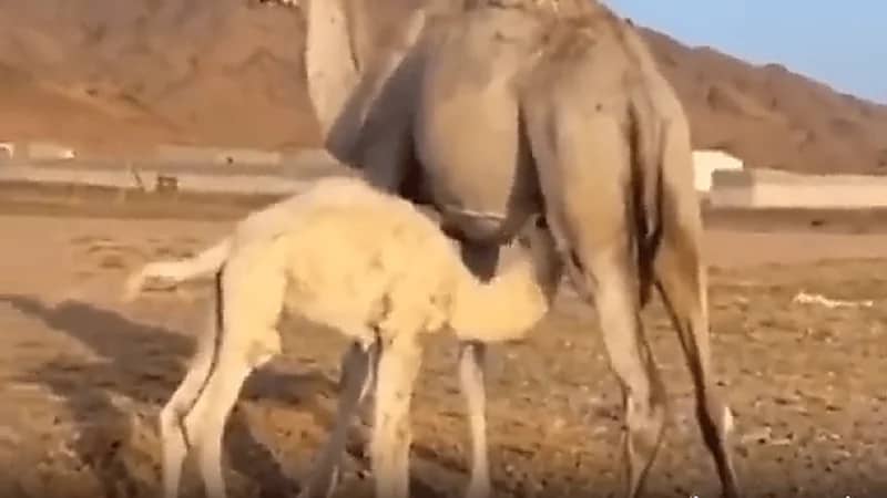 مواطنون ينقذون حاشي عالق في حفرة بأحد الطرقات السريعة .. فيديو