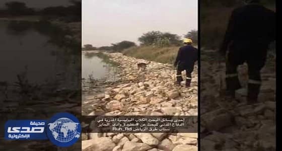 بالفيديو: لأول مرة... الكلاب البوليسية تشارك في البحث عن مفقودة وادي الحاير