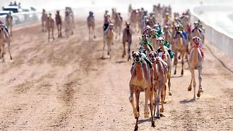 جوائز مهرجان ولي العهد للهجن تصل إلى 53 مليون ريال "فيديو"