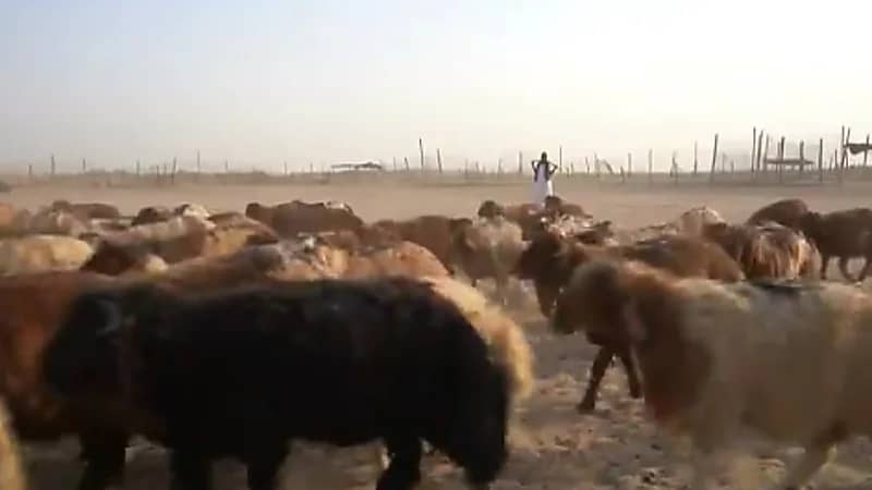 تدشين سوق للمواشي لأول مرة في أحياء الجوهرة بالدرعية (فيديو)