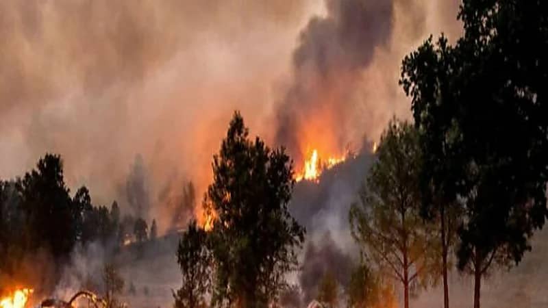 قصة تدمير 20 مبنى وإحراق غابة كاملة بسبب حفل للكشف عن جنس المولود 