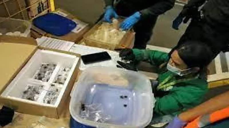 ضبط ١٤٠ عنكبوتاً مهربة إلى المكسيك