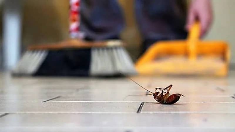 طرق للتخلص من الحشرات خلال فصل الصيف