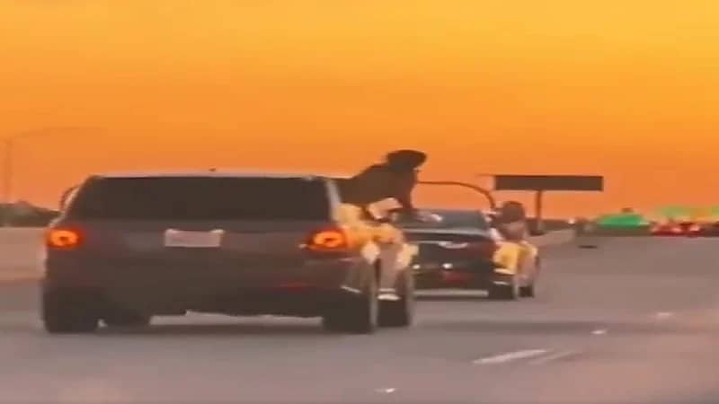 بالفيديو .. فتيات يتشاجرن أثناء السير بسيارتهن على طريق عام