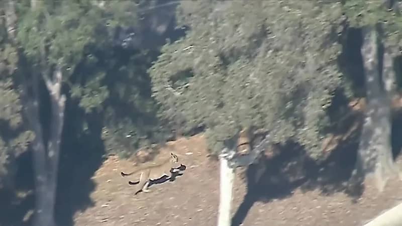 مطاردة أسد جبلي في لوس أنجلوس