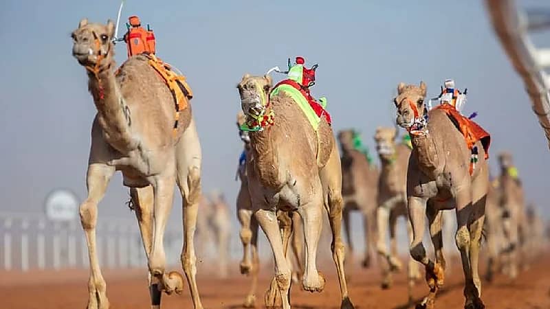 إدارة مهرجان الإبل تصدر قرارا حاسما بعد كشف حالات عبث بإحدى فئاته