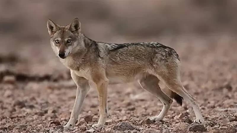 80 ألف ريال غرامة لصائدي الذئب العربي