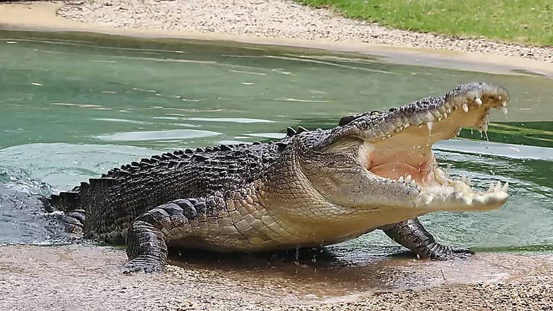 مسنة تضحي بحياتها لإنقاذ كلبها من فم التمساح