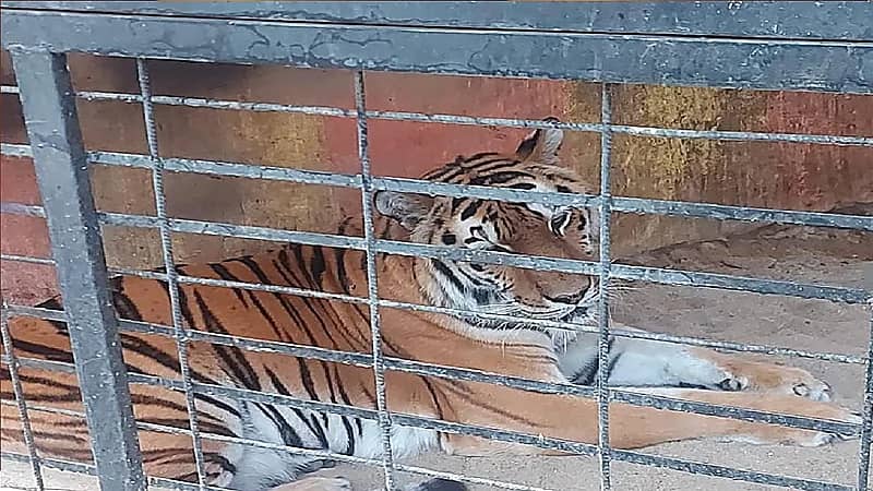 ضبط منشأة تضم مفترسات وكائنات فطرية بعسير