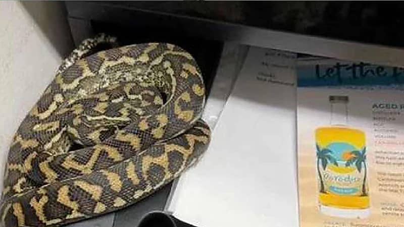 موظف يتفاجأ بثعبان طويل في درج مكتبه.. فيديو