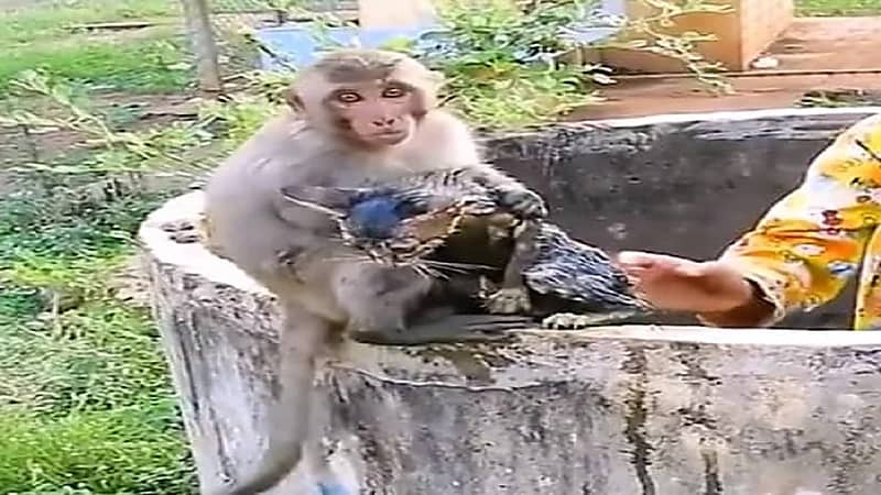 قرد يتسبب في إنقاذ قطة من الموت داخل بئر