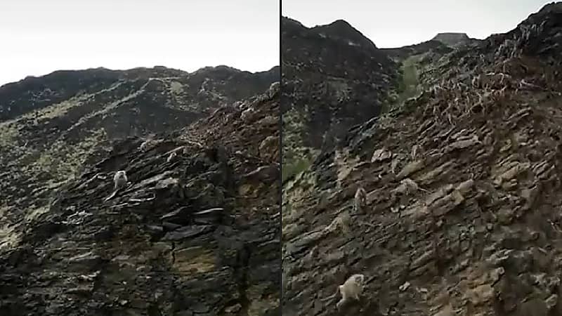 مواطن يطارد قرود البابون بطائرة درون بعد إتلاف مزرعته - فيديو