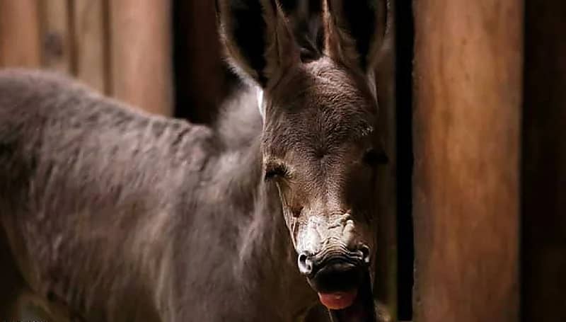 ولادة حيوان إفريقي مهدد بالانقراض.. صور