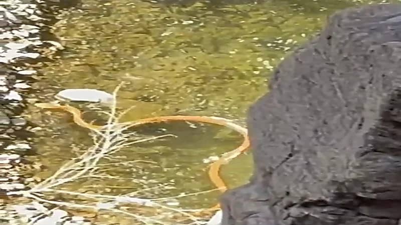 أشرس الثعابين السامة.. ما لا تعرفه عن ثعبان الكوبرا العربية.. فيديو