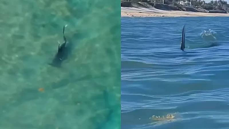 سمكة قرش تسبح بجانب أشخاص وأحدهم يصور برعب .. فيديو