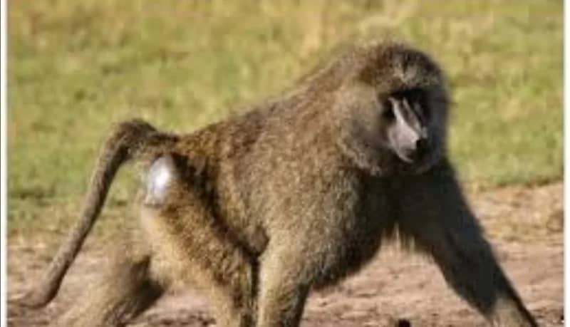 علاج مرض مزمن بواسطة مخلفات حيوانات مهددة بالانقراض