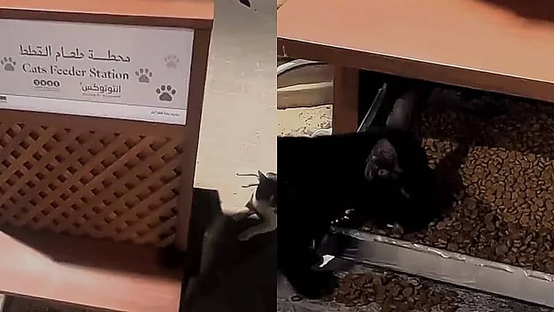 أول محطة رسمية لإطعام قطط الشوارع في جدة  ..  فيديو