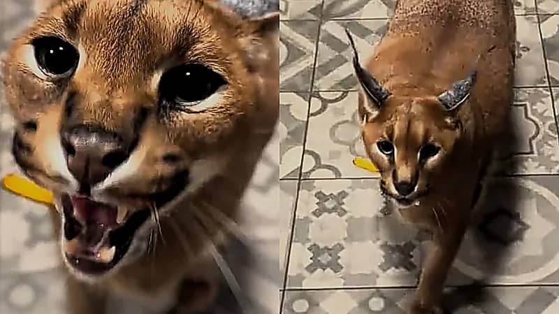 رجل يربي الوشق في منزله  ..  فيديو