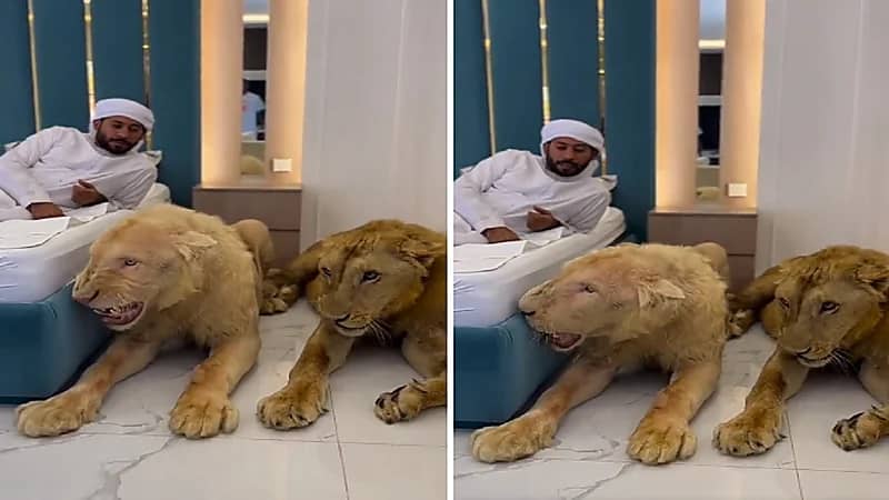 رجل يجلس بجانب أسدين دون خوف.. فيديو