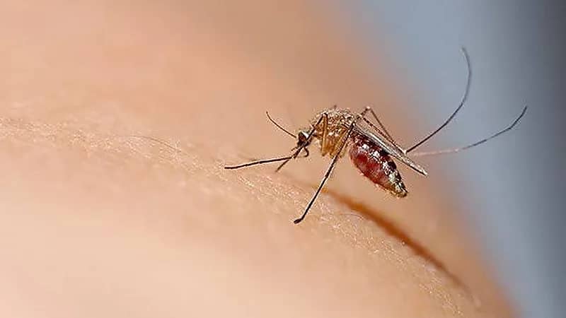 حمى الضنك تثير القلق في مصر