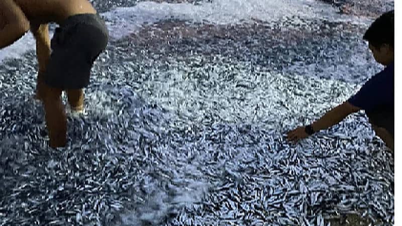 البحر يلقي ملايين أسماك السردين على شاطئ فلبيني .. صور