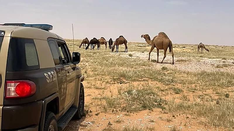 ضبط مواطنا لارتكابه مخالفة رعي في محمية