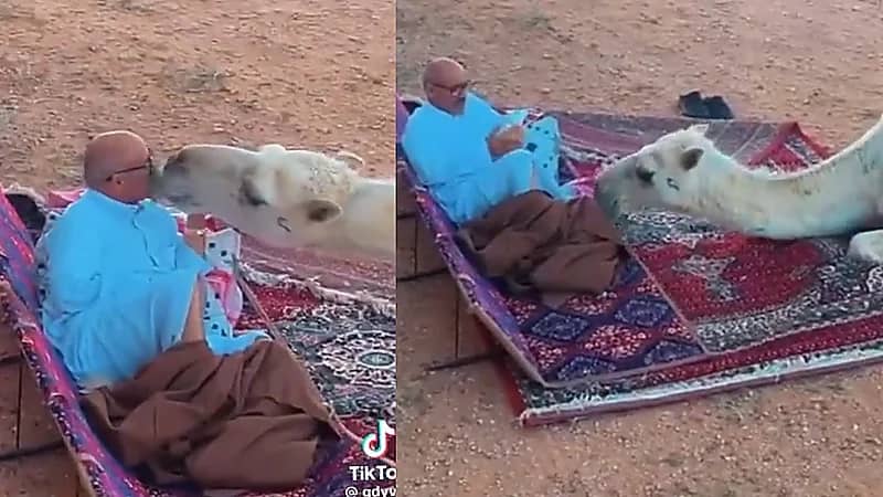 لحظات رومانسية مدهشة بين ناقة وراعيها .. فيديو