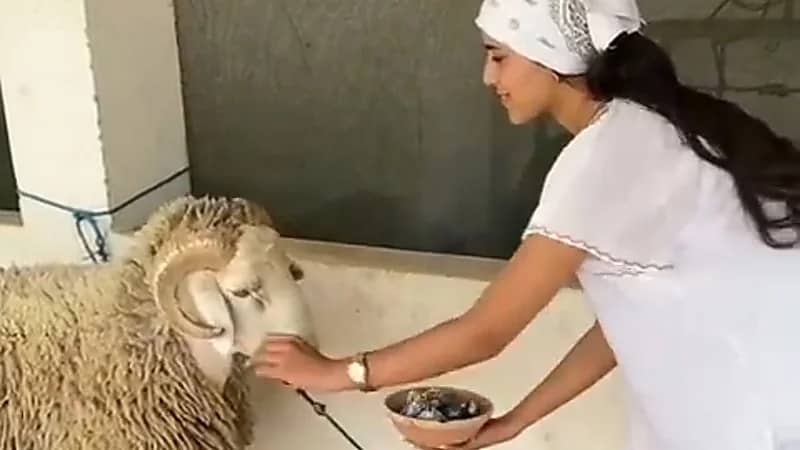فتاة مغربية تُبخر الخروف قبل التضحية به  ..  فيديو