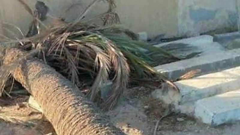 وفاة طالبة بكلية الطب بمصر إثر سقوط نخلة عليها