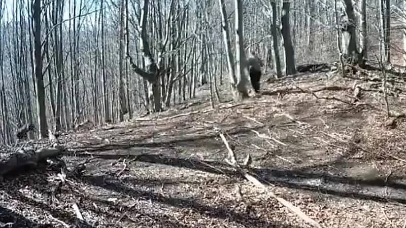 رجل يواجه دبًا شرسًا باستخدام فأس .. فيديو