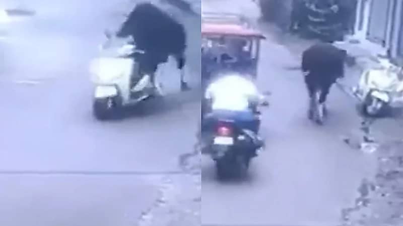 ثور "مشاكس" يسرق دراجة نارية في الهند.. فيديو