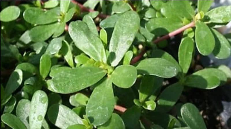 نبتة "الرجلة" كنز غذائي غني بالفيتامينات والمعادن والأوميجا 3 .. فيديو