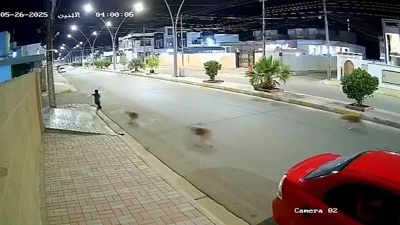 طفل ينقذ نفسه من هجوم الكلاب عن طريق الشهادتين .. فيديو