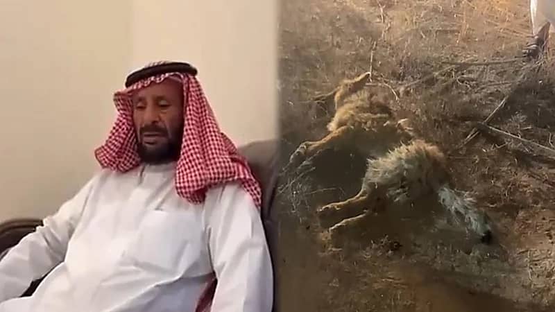 قصة هجوم ذئب على مواطن من أهالي ⁧‫جبه‬⁩ بحائل.. فيديو