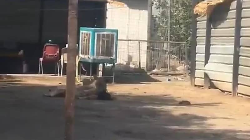 أسد يتجول بحرية في بغداد ويلتهم خروفًا أمام المارة ..فيديو