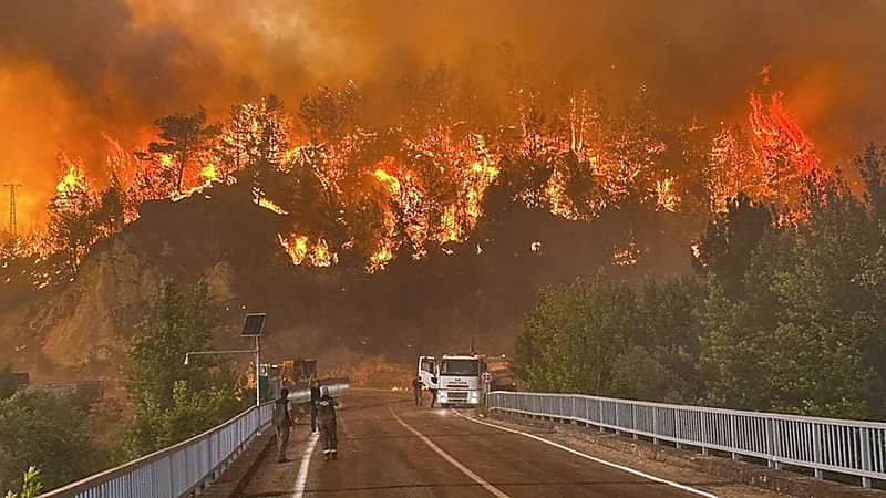 المسند: 85% من حرائق الغابات سببها الإنسان