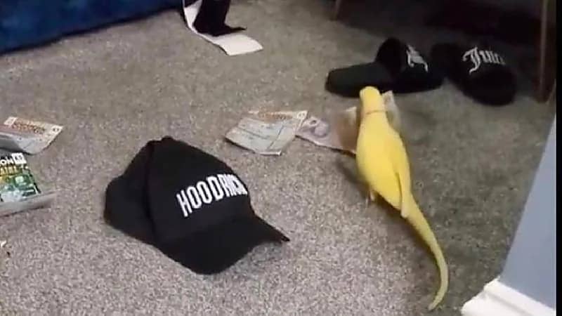 ببغاء يكشف شبكة مخدرات كبرى في بريطانيا