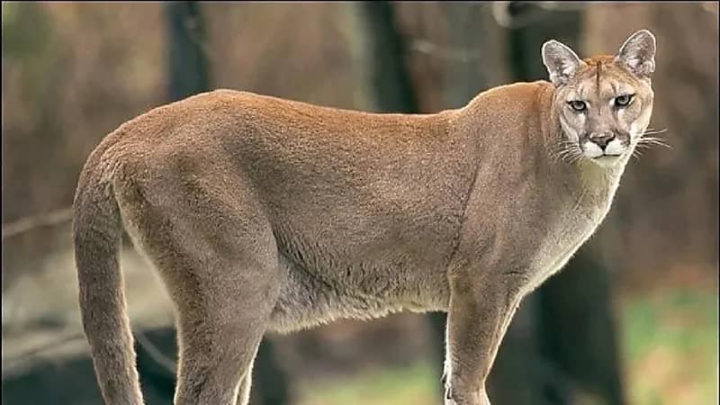 ذعر في كاليفورنيا بعد دخول أسد جبلي إلى منزل.. فيديو