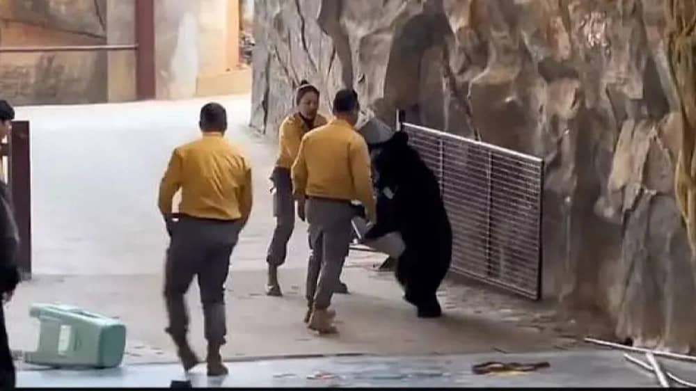 دب يهاجم مدربه خلال عرض في حديقة سفاري