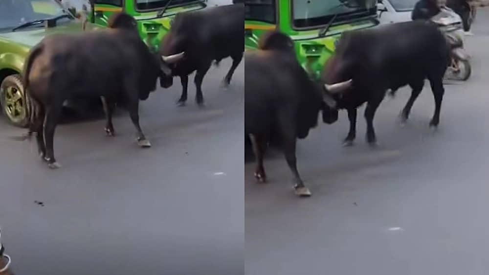 ثوران يوقفان حركة المرور في شوارع نيودلهي ويثيران الذعر بين السكان  .. فيديو