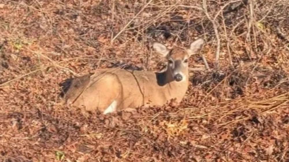 غزالة تثير الفوضى في حي سكني بنيويورك وتنفق في ظروف غامضة