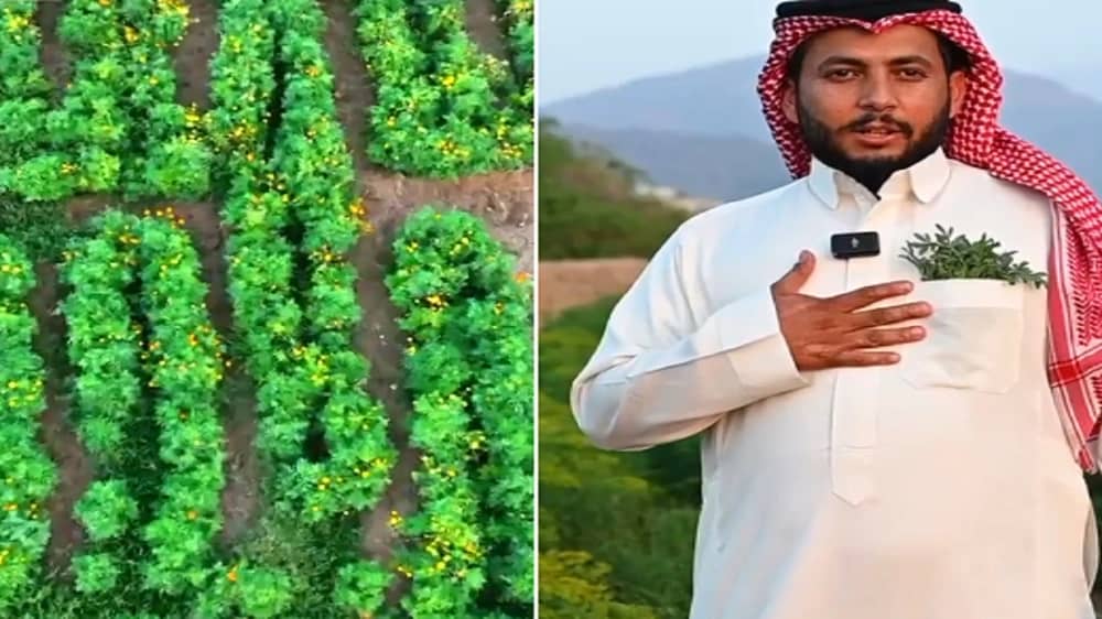 شاب وإخوانه يحولون شغفهم بالزراعة إلى مشروع بمحايل عسير.. فيديو