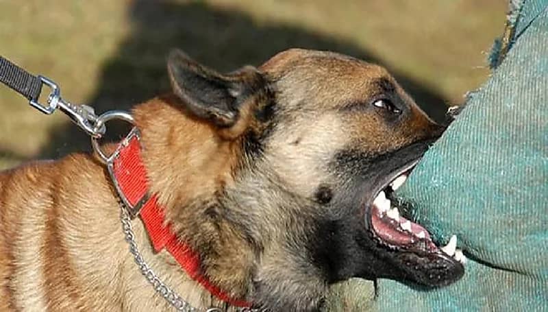 كلب ينهش وجه طفل في عيد ميلاده