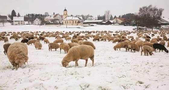ويخلق ما لا تعلمون.. الأغنام ترعى فوق الجليد