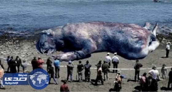 العثور على " وحش " ضخم في شواطئ يوتا