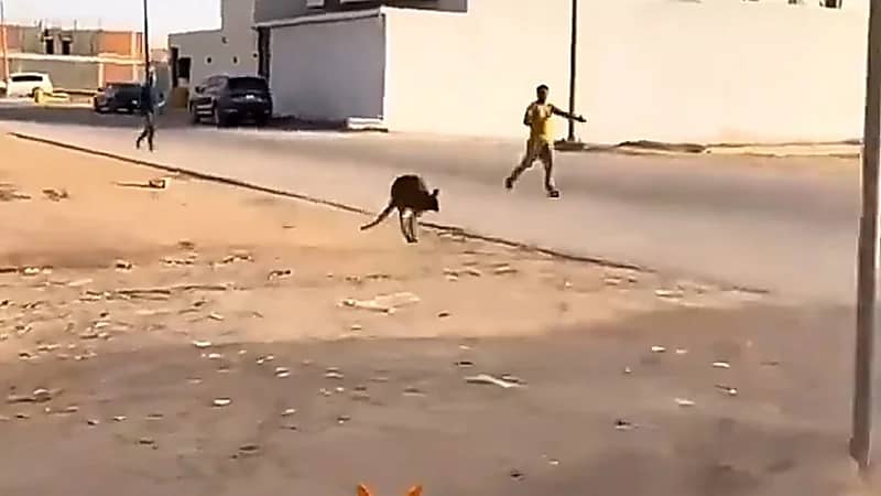 كنغر يتجول في المزاحمية غرب الرياض ويثير دهشة المواطنين.. فيديو