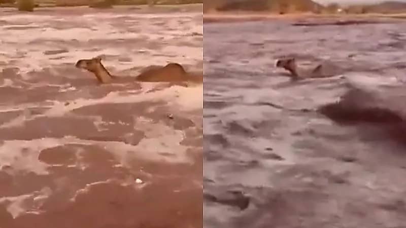 السيول تجرف الإبل في تبوك .. فيديو