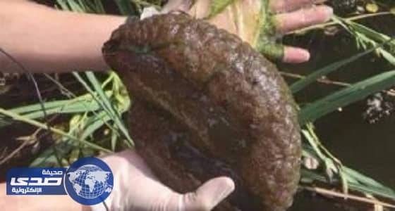 بالفيديو.. العثور على حيوانات بحرية تٌشبه الدماغ البشرية