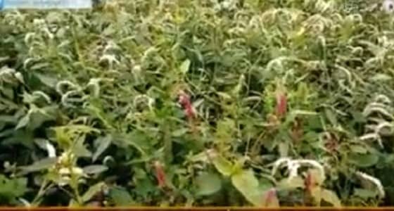 بالفيديو.. مناظر طبيعية خلابة بوادي العوص في رجال ألمع