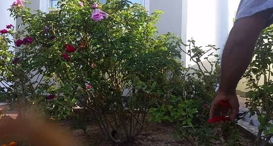 طلاب الطائف يقلمون فروع شجيرات الورد